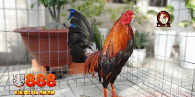 33win68 game máy bay nổ hũ