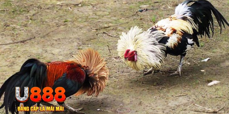 33win68 game nổ hũ là gì